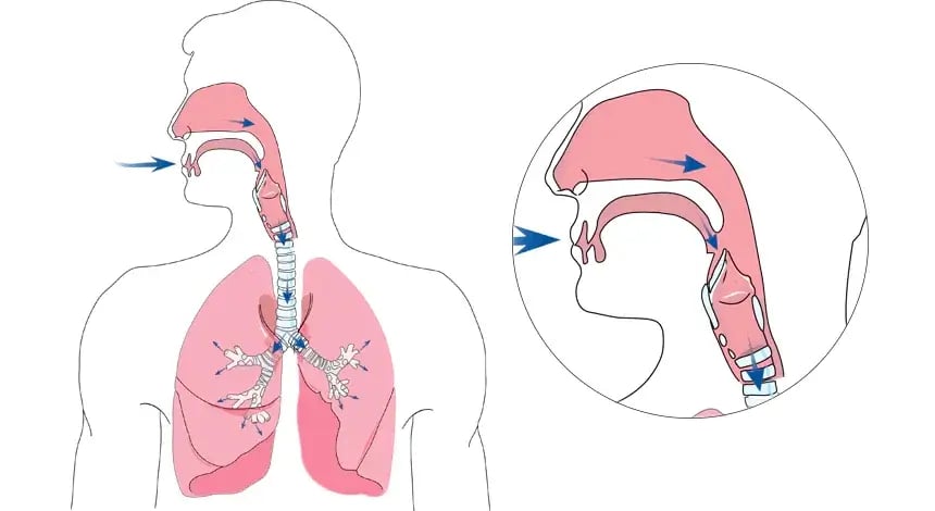 1.3.1-Upper-Airway-diagram
